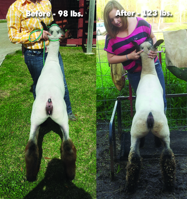 Before & After Lamb small