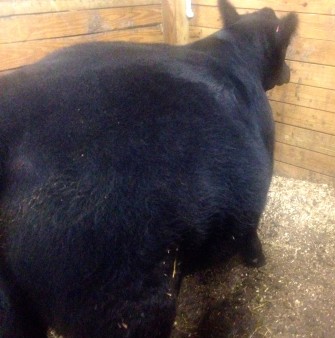 Bloated Steer