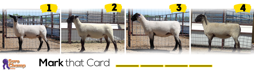 mark-that-card-breeding-ewe-class-results-sure-champ