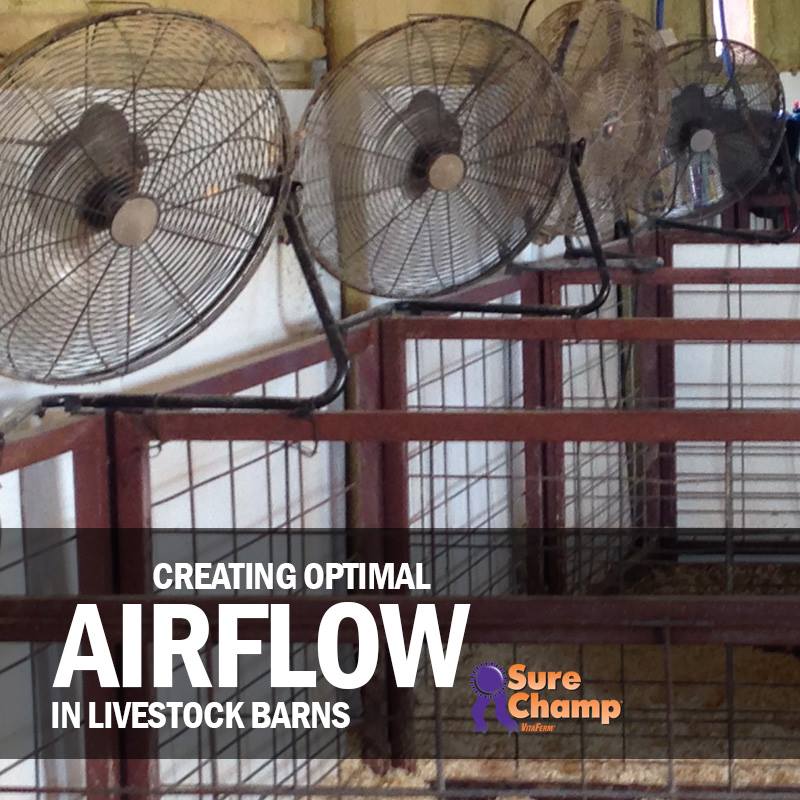 Beat the Heat Airflow in Livestock Barns Sure Champ