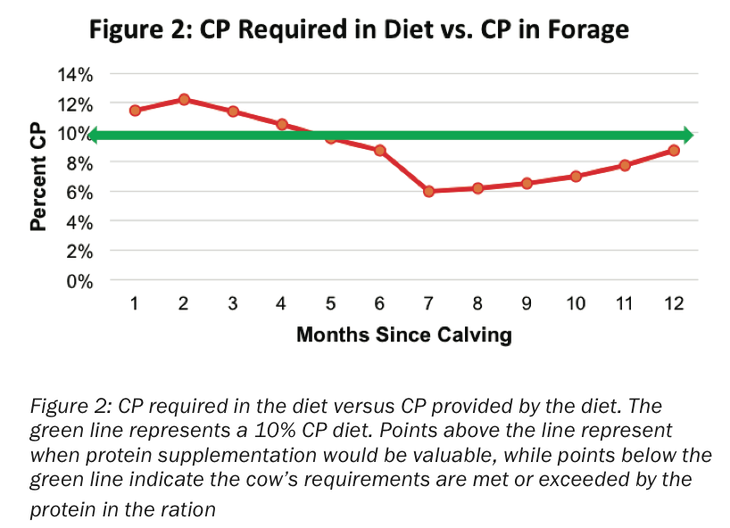 The Power of Protein in Cattle Diets Sure Champ