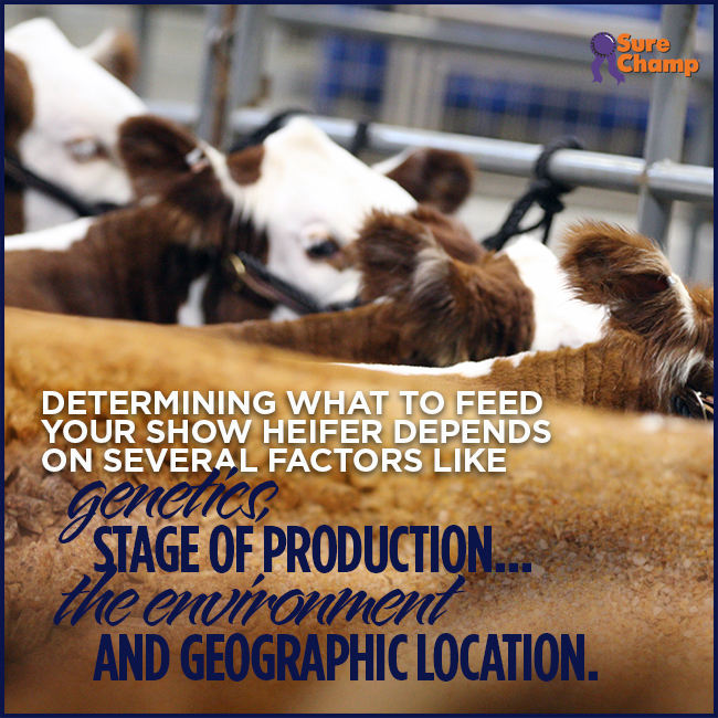 Formulating a Show Heifer Ration Sure Champ