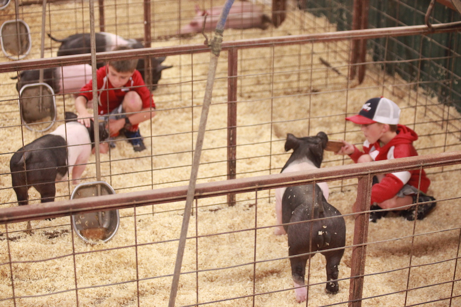 Tips to Successfully Break your Show Pigs Sure Champ