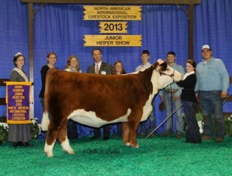 Melissa Grimmel, Grimmel Girls Show Cattle | Maryland