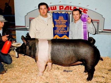 2013-cowpalace_champgilt_garrettshastien