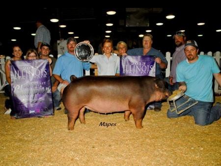 2013-ilstatefair_champyorkshiregilt_maddisoncaldwell