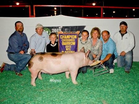 2013-wpe_gc-crossbredbarrow_guyer