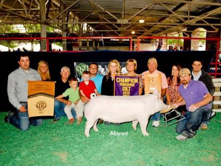 2013-wpe_gc-ovrgiltchampyorkshiregilt_morgancox