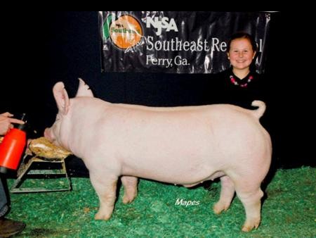 2014-njsa-sereg_champdi1yorkshirebarrow_savannahpage