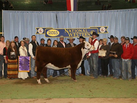 15Grand-Champion-Horned-Hereford-Female