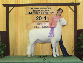 Champion Dorset NAILE