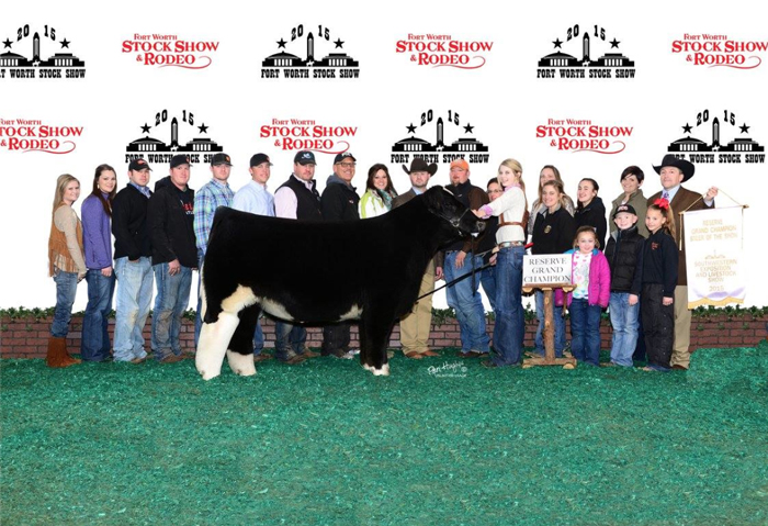 Reserve Champion Steer Fort Worth