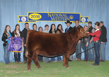 NWSS Grand Champion Red Angus Paige Van Dyke Sure Champ