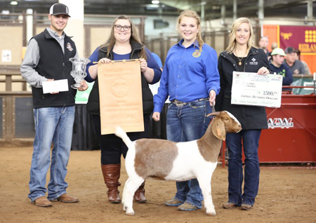 Sure Champ Grand Champion Doe OYE