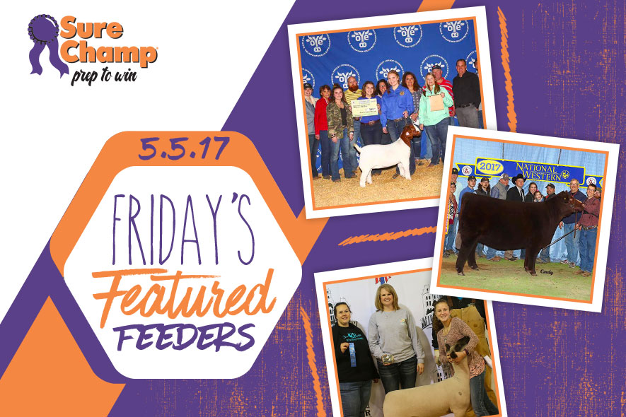 Sure Champ Featured Feeders Friday