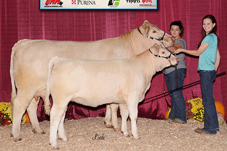 17-grand-champion-charolais-cow-calf-pair-keystone-international-livestock-expo-kaitlin-smith