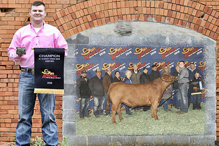 18-grand-champion-limousin-steer-sale-trey-denny