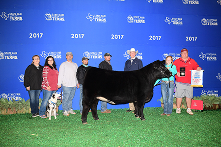 17 State Fair of Texas, Grand Champion Chianina Heifer, Shown by Jennifer Stephenson Test