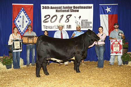 18 Junior Beefmaster Breeders Association National Show, Grand Champion, Shown by Amelia Buckley Test