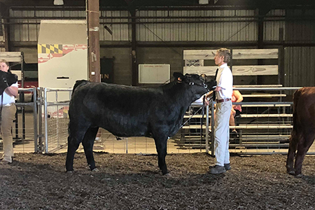 2018 Baltimore County 4-H Fair, Grand Champion Steer, Shown by Jordan Brown Test