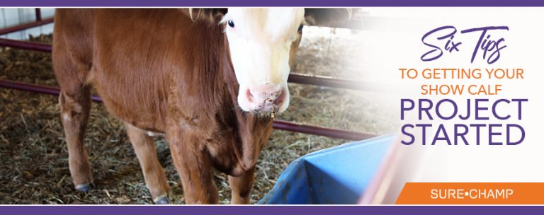 Six Tips to Getting your Show Calf Project Started - Sure Champ