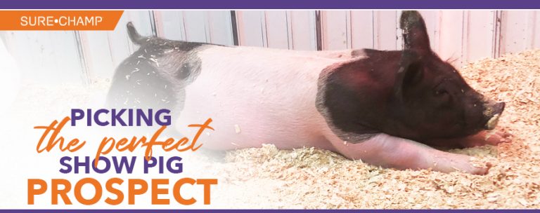 Picking The Perfect Show Pig Prospect Sure Champ