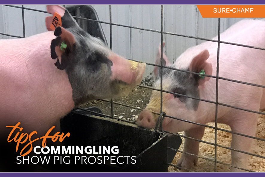 Getting Started with Show Pigs - Sure Champ