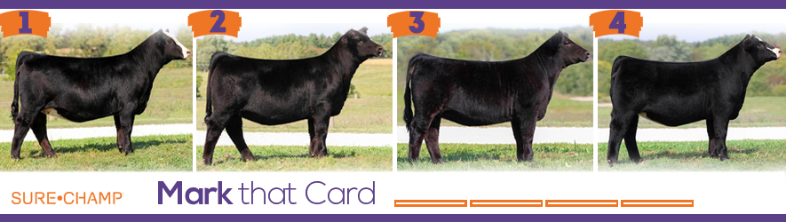 Download Mark That Card Simmental Heifers Sure Champ