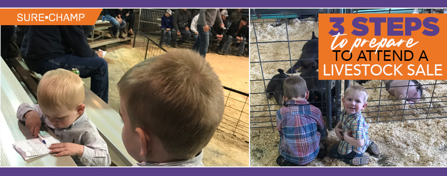 3 Steps to Prepare to Attend a Livestock Sale - Sure Champ