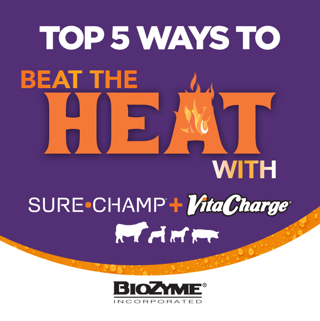 five-tips-to-beat-the-heat-this-summer-sure-champ