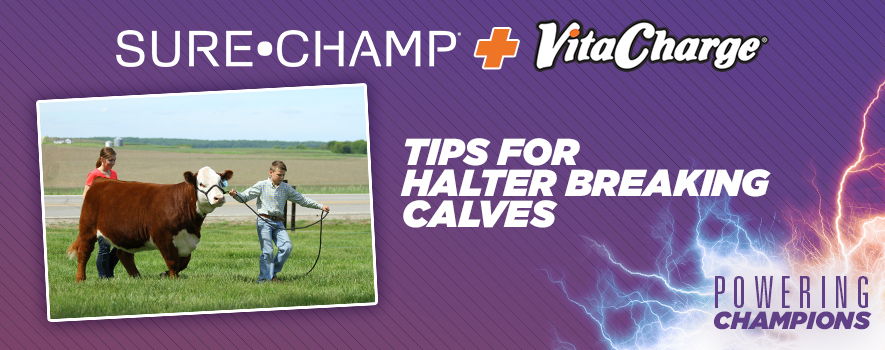 Our Six Tips to Successfully Halter Breaking Calves - Sure Champ