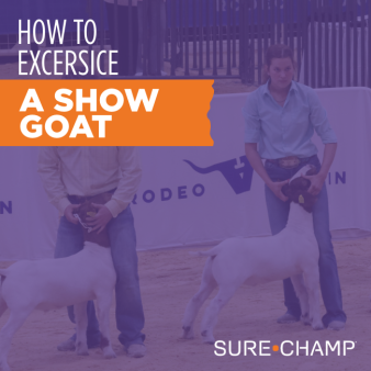 how to exercise a show goat