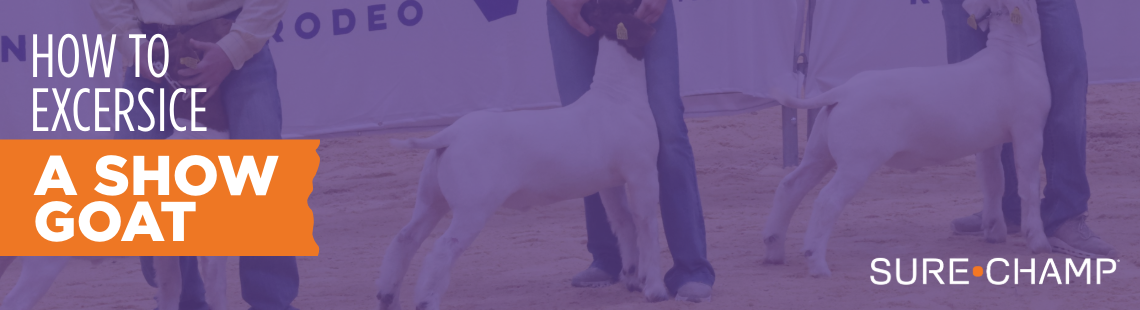 how to exercise a show goat