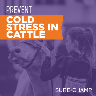 cold stress in cattle