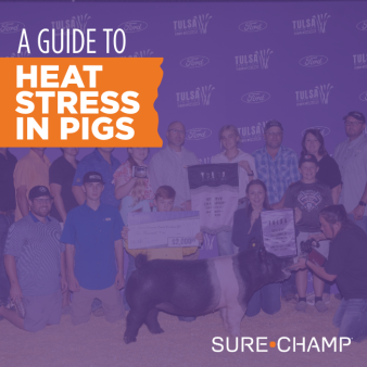 heat stress in pigs