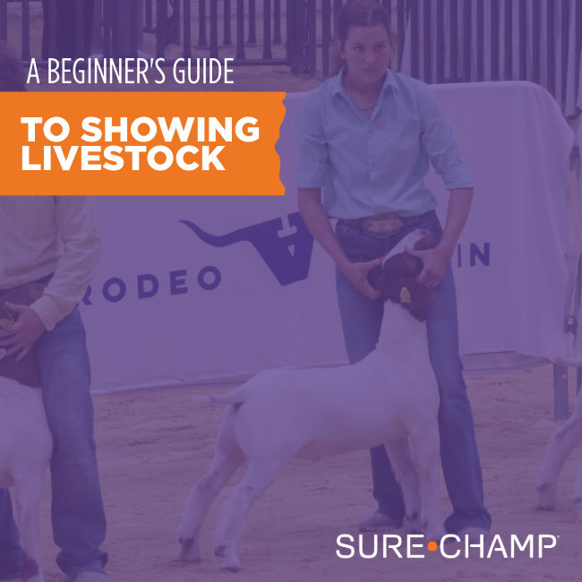 A Beginner’s Guide to Showing Livestock - Sure Champ