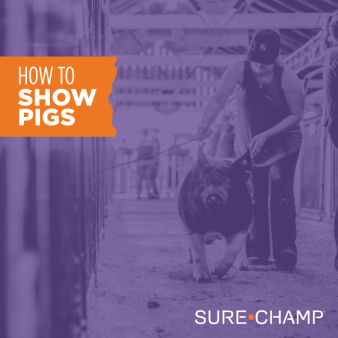 how to show pigs