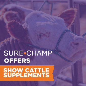 show cattle supplements