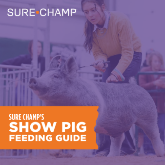 show pig feeding guide