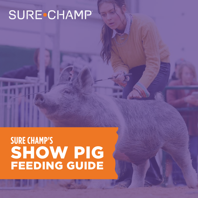 How to Show Pigs - Sure Champ