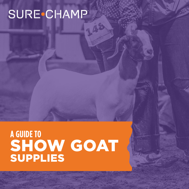 A Guide to Show Goat Supplies Sure Champ