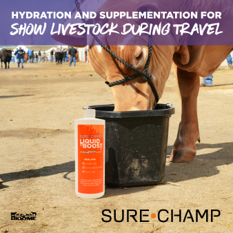 Hydration and Supplementation for Show Livestock