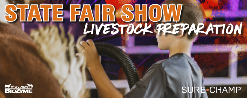 Preparing livestock for the state fair starts long before loading the trailer. Consistent nutrition, hydration, daily management, and minimizing stress help cattle, sheep, goats, and pigs arrive healthy, comfortable, and ready to perform.