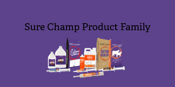 Sure Champ® products are designed to help cattle, sheep, goats, and pigs perform through every stage of show season. From hauling and heat stress to maintaining digestive health and feed intake, BioZyme's research-backed nutritional technologies help exhibitors keep livestock healthy, comfortable, and ready to compete.